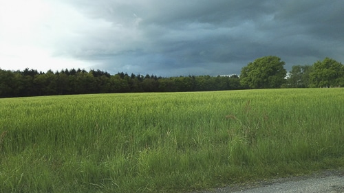 Bois du Châtelet - Attignat