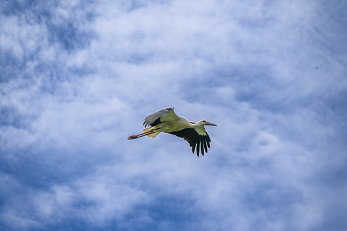 La tête dans les nuages