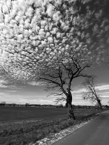 L’Arbre en Coton de nuages naturels Saint Just